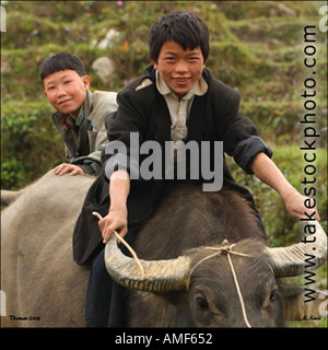 Reiten eine Wasserbüffel-Vietnam Stockfoto