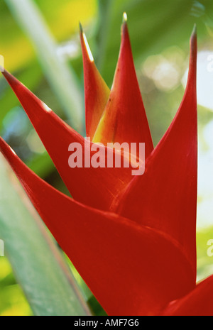 Nahaufnahme der Paradiesvogel Blume Stockfoto