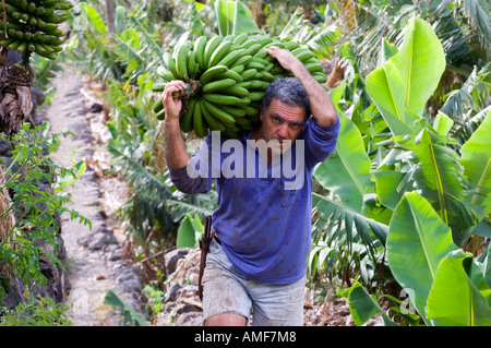 Einheimischen Bauern ernten Bananen in Bananenplantage in Hermigua auf der Insel von La Gomera, Kanarische Inseln Stockfoto