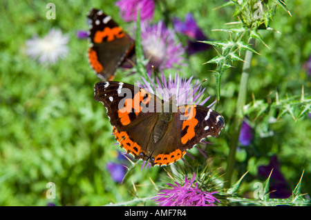 Red Admiral Schmetterlinge auf lila Wildblumen. Garajonay Nationalpark Parque Nacional de Garajonay, La Gomera, Kanarische Inseln Stockfoto