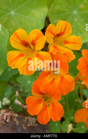 Kapuzinerkresse Tropaeolum Pflanze Wildblumen eingebürgert auf der Insel von La Gomera, Kanarische Inseln Stockfoto
