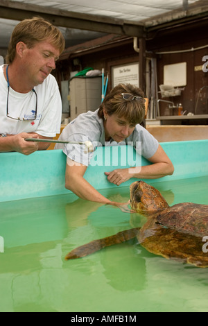 Ein Erwachsener unechte Meeresschildkröte Caretta Caretta Rehabilitanden im Tiefwasser Zentrum der Juno beach Stockfoto