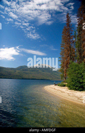 Getötet durch die Borkenkäfer Insekt an Alturas See Bäume in der Nähe von Stanley, Idaho. Stockfoto