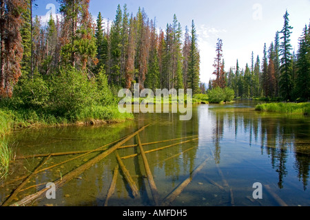 Klare Wasser des Auslasses Alturas See in die Sawtooth National Recreation Area von Idaho. Stockfoto