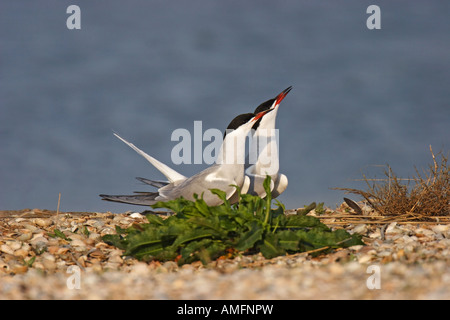 Flußseeschwalbe (Sterna Hirundo) Stockfoto