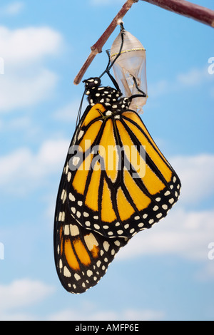 Monarch-Schmetterling nach dem Austritt aus der Puppe. Stockfoto