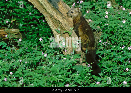 Amerikanische Marder Martes Americana Northwest Trek Eatonville Washington USA Juni Erwachsenen Mustelidae Stockfoto