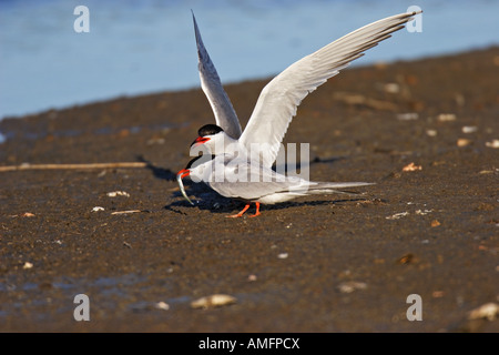 Flußseeschwalbe (Sterna Hirundo) Stockfoto