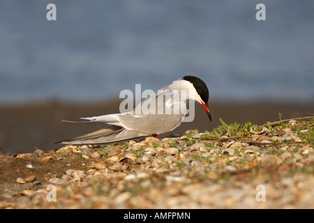 Flußseeschwalbe (Sterna Hirundo) Stockfoto