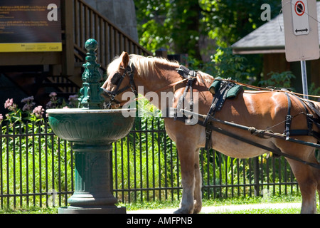 Ziehen einer Kutsche Pferd hält für einen Schluck Wasser an einem Brunnen in Quebec Stadt, Quebec, Kanada. Stockfoto