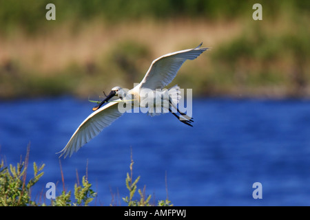 Löffler (Platalea Leucorodia) Stockfoto