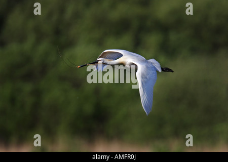 Löffler (Platalea Leucorodia) Stockfoto