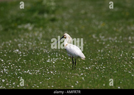 Löffler (Platalea Leucorodia) Stockfoto