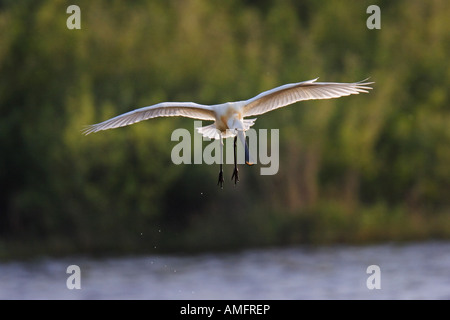 Löffler (Platalea Leucorodia) Stockfoto