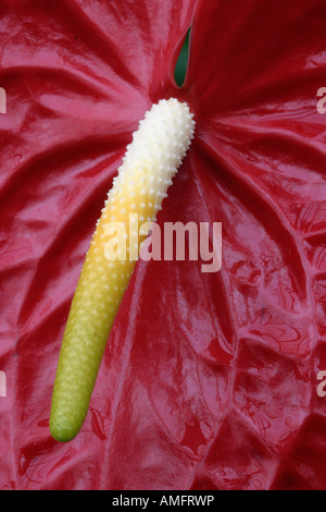 roten Anthurien oder Flamingo Pflanze Nahaufnahme Stockfoto