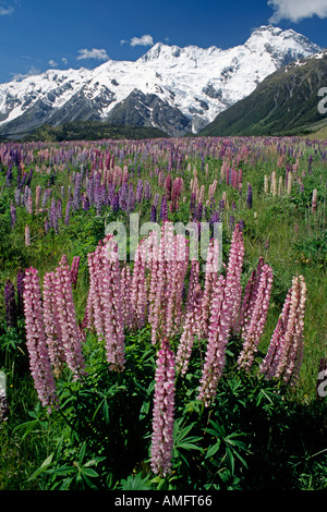 MT SEFTON 3157 M erhebt sich über einem Feld von blühenden LUPINEN in MOUNT COOK NATIONAL PARK SÜDINSEL Neuseeland Stockfoto