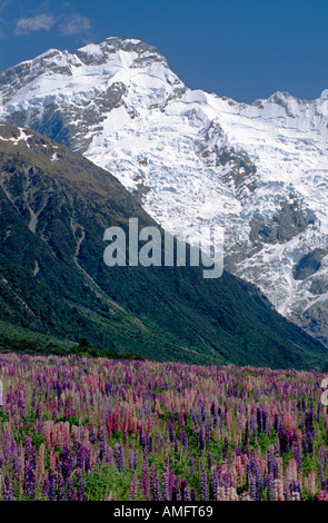 MT SEFTON 3157 M erhebt sich über einem Feld von blühenden LUPINEN in MOUNT COOK NATIONAL PARK SÜDINSEL Neuseeland Stockfoto