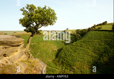 Disley Lyme Park in Cheshire Stockport Baum auf Felsvorsprung am Westtor park Stockfoto