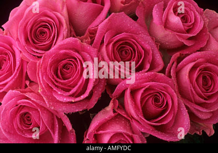 Strauß roter Rosen Stockfoto