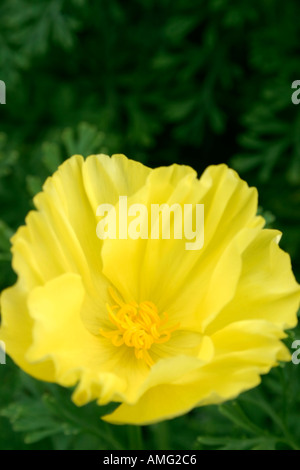 Blume des jährlichen Gartenpflanze Eschscholzia Californica Thai Silk Lemon Stockfoto