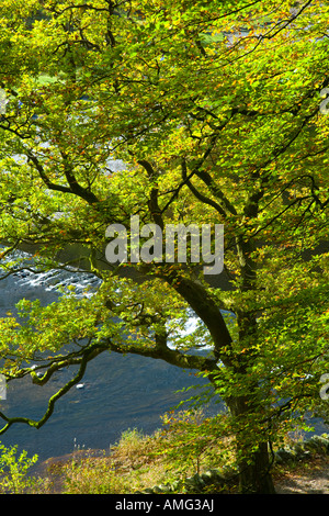 Buche in herbstlichen Farben an den Ufern des Grasmere Ausfahrt Wehr des Seenlandes Fluß Rothay Stockfoto