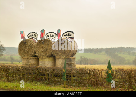 Puten zu verkaufen Schild am Bauernhof Shop england Stockfoto