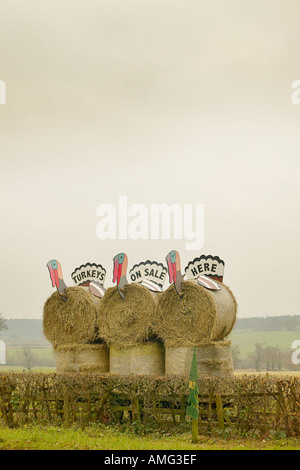 Puten zu verkaufen Schild am Bauernhof Shop england Stockfoto