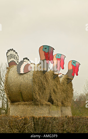 Puten zu verkaufen Schild am Bauernhof Shop england Stockfoto