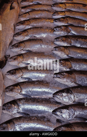 Lachs auf Eis am Marktplatz Hecht Fisch Markt Seattle Washington Stockfoto