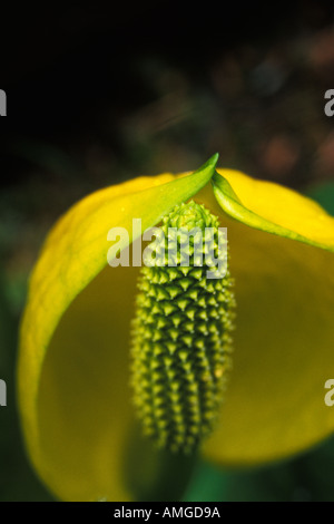 Alaska, Inside Passage, westlichen Skunk Cabbage, Anan Creek Stockfoto