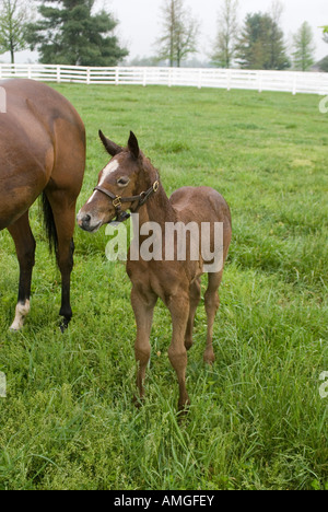 Eine zukünftige Rennpferd in der Nähe von Lexington, Kentucky. Stockfoto