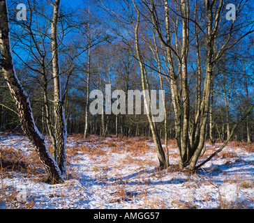 Silberbirken Betula pendula im Winterwald Stockfoto
