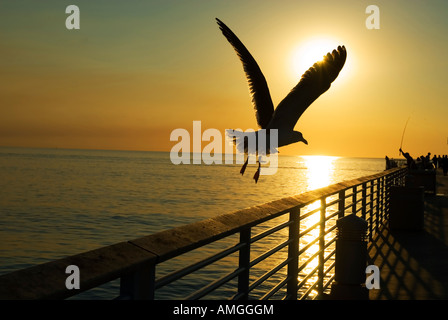 Vogel fliegt Stockfoto