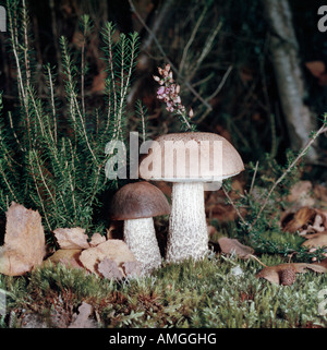 Champignon STINKMORCHEL PHALLUS IMPUDICUS Phalle Impudique nicht genießbaren Kopf mit SPORE SCHLEIM Geruch STINKENDEN lockt Insekten, D Stockfoto