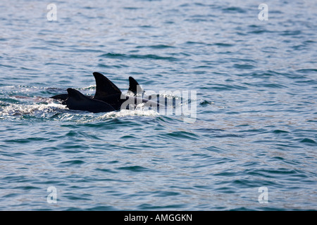 Dolphin Watching, Sightseeing Bootsfahrt In Musandam Oman. Oman Stockfoto