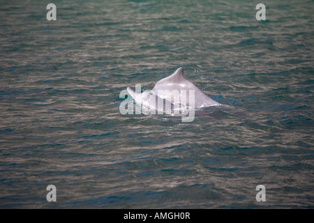 Dolphin Watching, Sightseeing Bootsfahrt In Musandam Oman. Oman Stockfoto