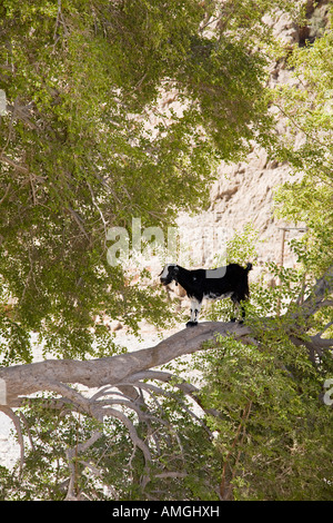 Kleine Ziege klettern auf den Ästen von Argan Baum, Tier, Natur, Reise, Wüste, Pflanze, Horn, Blätter, wild, Vegetation, Fütterung im Oman. Stockfoto