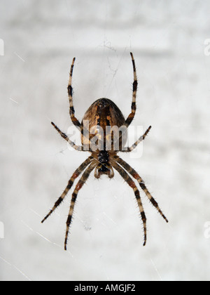 Braune Kreuz Spinne sitzt in der Mitte davon s web-Unterseite sichtbar Breda Niederlande Araneus Diadematus Stockfoto