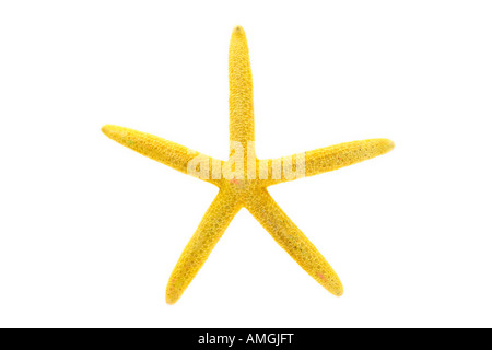Gelben Seestern auf weißen Hintergrund Stockfoto