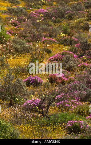 Namaqualand Wildblumenwiese in der Nähe von Kamieskroon, Northern Cape, Südafrika Stockfoto