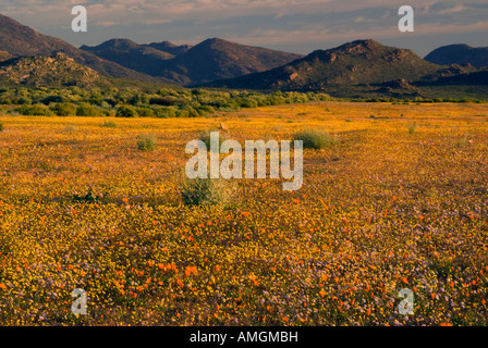 Namaqualand Wildblumenwiese in der Nähe von Kamieskroon Northern Cape in Südafrika Stockfoto