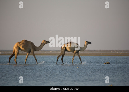 Arabischen Kamele gehen im Meer, Umm Al Quwain, Vereinigte Arabische Emirate, Vereinigte Arabische Emirate Stockfoto