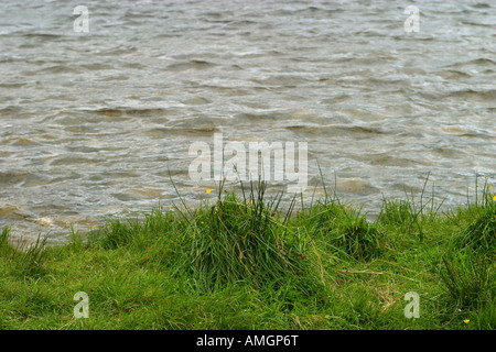 Wasserrand mit grass Stockfoto