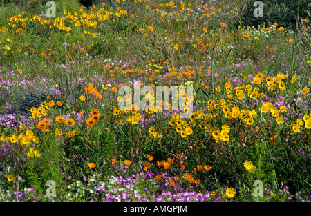 Namaqualand Wildblumenwiese in der Nähe von Kamieskroon Northern Cape in Südafrika Stockfoto