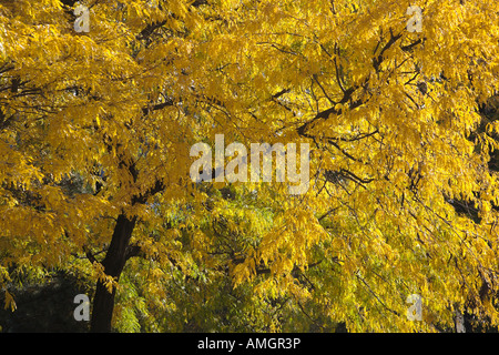 Baum in gelbe Herbstfärbung. Montreal, Quebec, Kanada Stockfoto