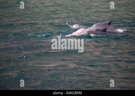 Dolphin Watching, Sightseeing Bootsfahrt In Musandam Oman. Oman Stockfoto