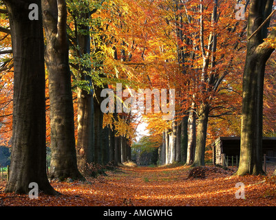 herbstlichen Wald Allee in der Nähe von Hillenraad Burg Roermond Limburg Niederlande Stockfoto