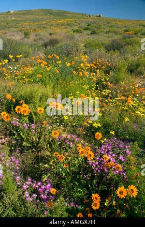 Namaqualand Wildblumenwiese in der Nähe von Kamieskroon, Northern Cape, Südafrika Stockfoto