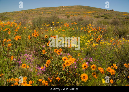 Namaqualand Wildblumenwiese in der Nähe von Kamieskroon, Northern Cape, Südafrika Stockfoto