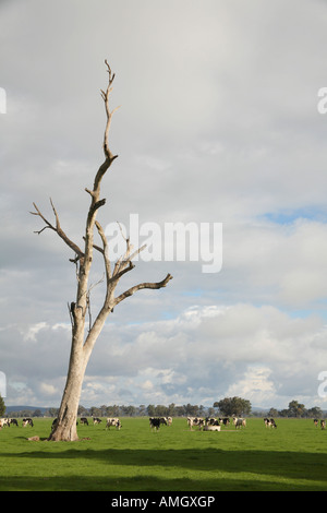 Kühe weiden auf grünen Weiden in Victoria Australien Stockfoto